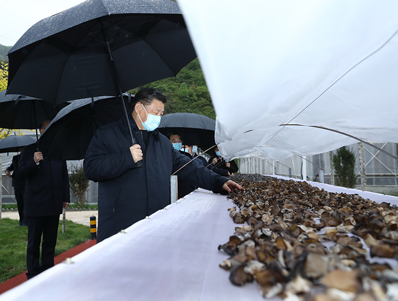 　　△ 4月20日，习近平在陕西商洛市柞水县小岭镇金米村，了解该村发展木耳产业情况。