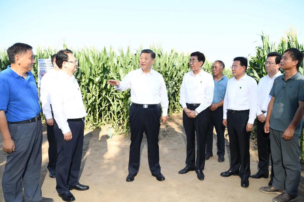 2020年7月22日，习近平来到吉林省四平市梨树县国家百万亩绿色食品原料（玉米）标准化生产基地核心示范区考察。新华社记者　燕雁　摄