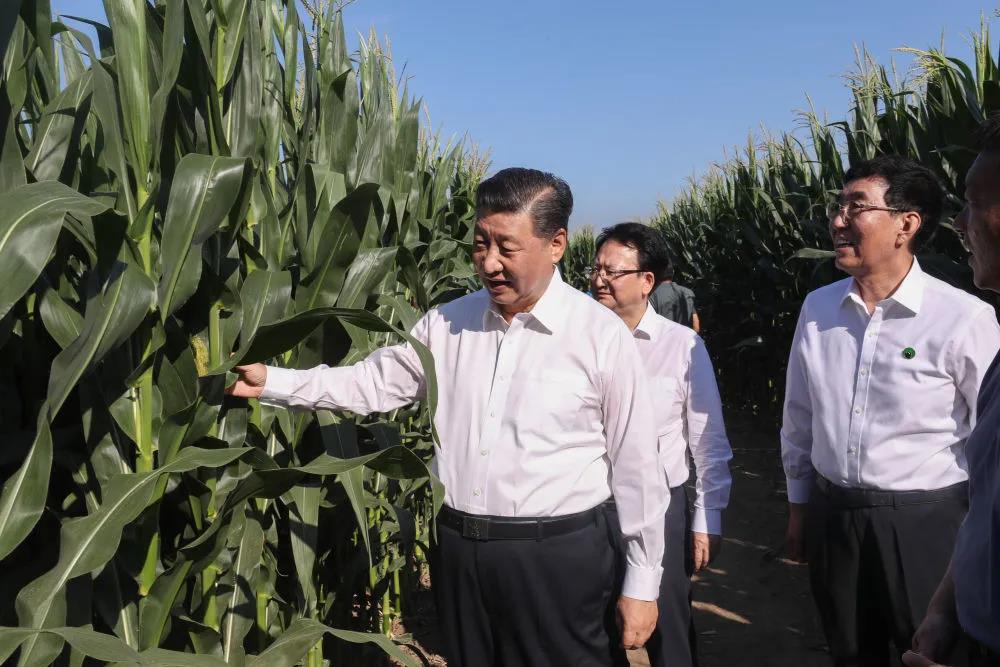 2020年7月22日，习近平来到吉林省四平市梨树县国家百万亩绿色食品原料（玉米）标准化生产基地核心示范区考察。新华社记者　王晔　摄