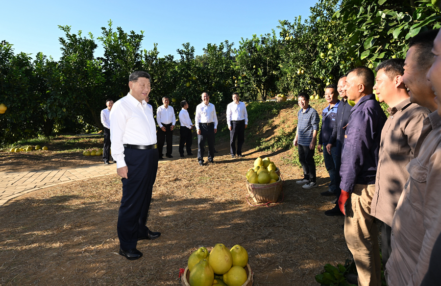 11月7日至8日,中共中央总书记、国家主席、中央军委主席习近平在广东考察。这是7日下午,习近平在梅州市梅县区雁洋镇南福金柚种植基地考察时,同果农和农技人员亲切交流。